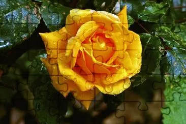 rose jigsaw puzzle