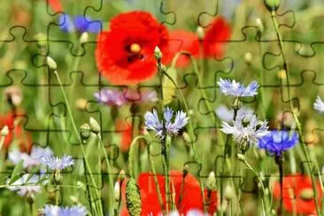 flores silvestres jigsaw puzzle