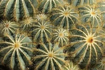 Cactus jigsaw puzzle