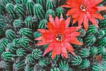 Cactus jigsaw puzzle