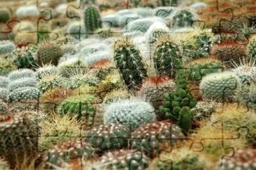 Cactus jigsaw puzzle