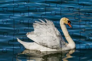 Cisne