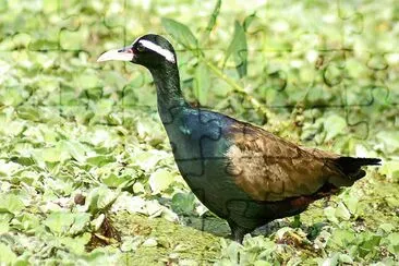 Jacana alibronzo