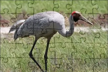 Brolga