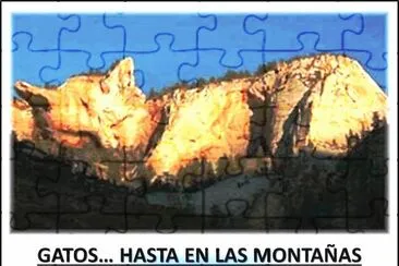 GATOSâ€¦ HASTA EN LAS MONTAÃ‘AS