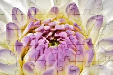 dalia jigsaw puzzle