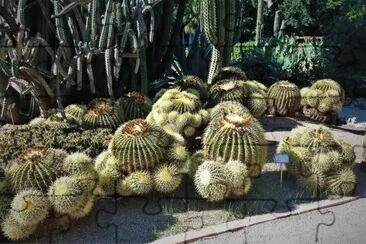 en el botanico-cactus