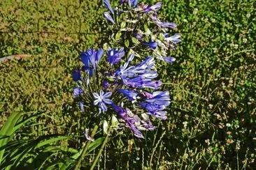 Blueflower jigsaw puzzle