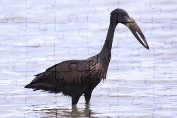 Openbill africano