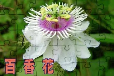 ç™¾é¦™èŠ±