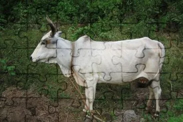 Zebu