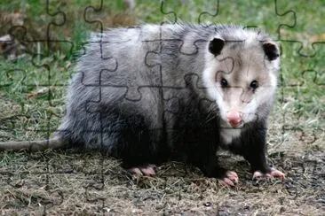 Opossum jigsaw puzzle