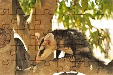 natural jigsaw puzzle