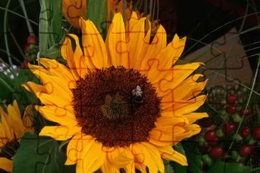 Sunflower jigsaw puzzle