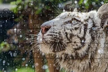 tiger and snow