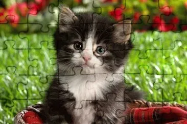 gatito tierno jigsaw puzzle