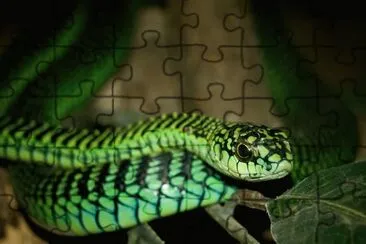 פאזל של Boomslang