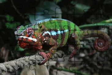 Furcifer jigsaw puzzle