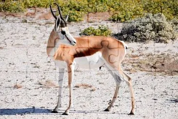 פאזל של Springbok