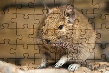 Degu jigsaw puzzle