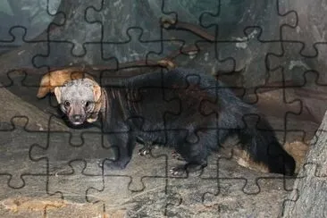 Tayra jigsaw puzzle