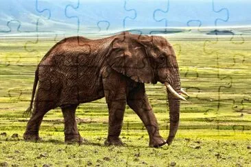 פאזל של elefante