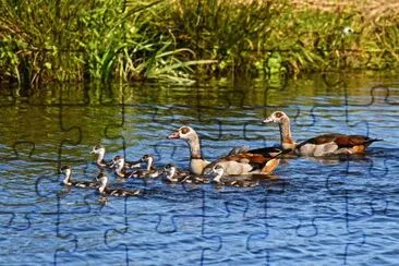 aves aquÃ¡ticas