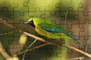 Tordo del malabar jigsaw puzzle