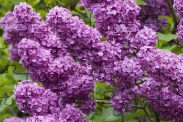 lilas