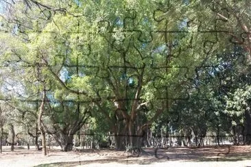 Bosque Parque Ibirapuera