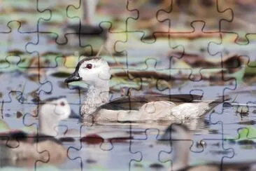 Oca pigmea indiana jigsaw puzzle