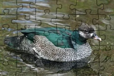 Oca pigmea verde jigsaw puzzle