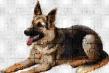 German shepherd