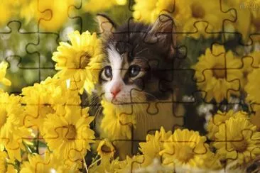 gatinho no meio das flores jigsaw puzzle