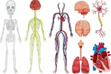 Sistemas do Corpo Humano