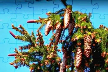 Pine Cones in Black Forest Germany