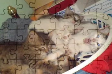 CATS jigsaw puzzle