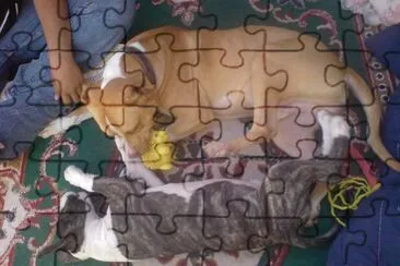 SHMUELT Y ROSCO jigsaw puzzle