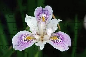 Iris