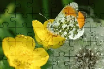  jigsaw puzzle