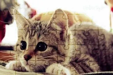 Gatito jigsaw puzzle