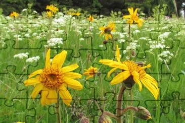 פאזל של Arnica