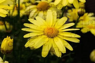 Arnica