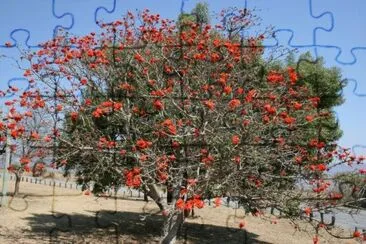 פאזל של Arbre corail