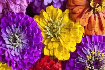 פאזל של Colorful Zinnia Flowers