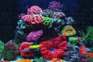 Coral