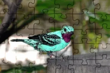 Cotinga jigsaw puzzle