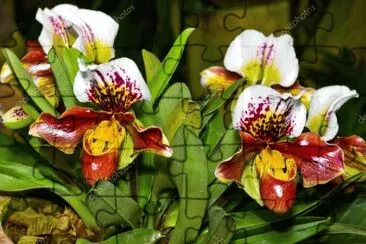 FLORES: ORQUÃDEA SAPATINHO