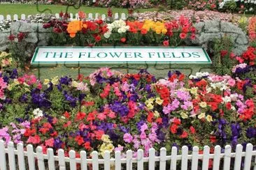 פאזל של The Flower Fields-Carlsbad, CA