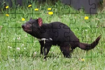 Taismanian devil jigsaw puzzle